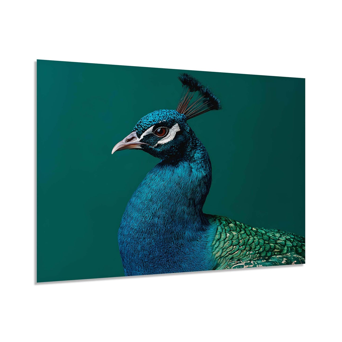 Close-up of a peacock with vibrant blue and green feathers on a teal background