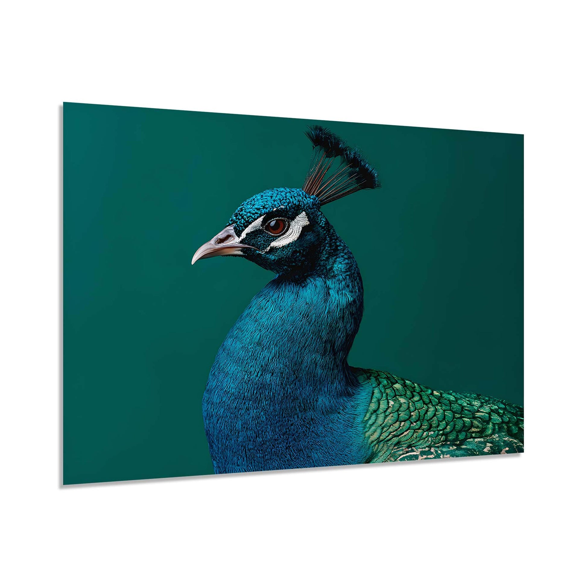 Close-up of a peacock with vibrant blue and green feathers on a teal background