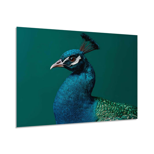 Close-up of a peacock with vibrant blue and green feathers on a teal background