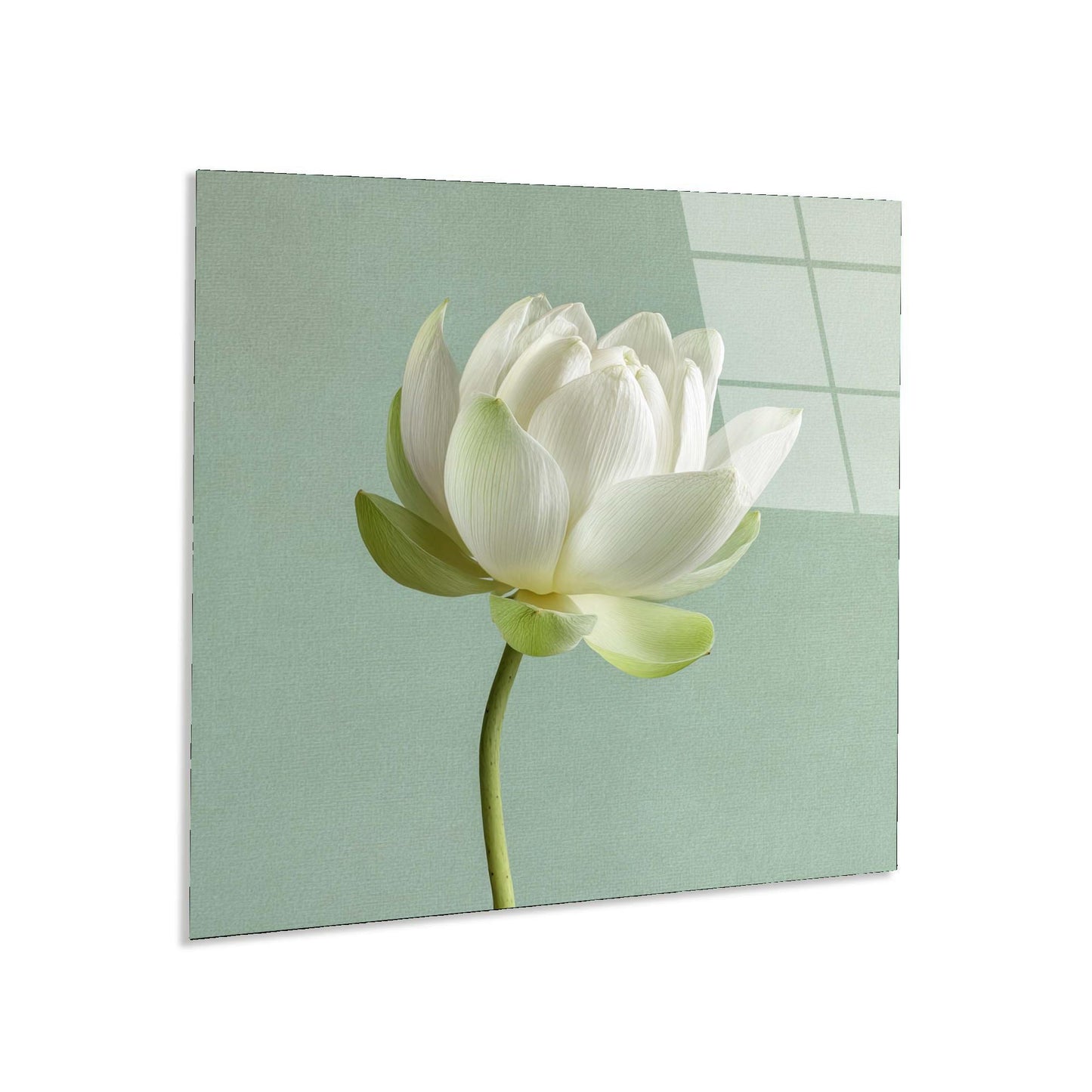 Canvas print of a white flower on a light green background