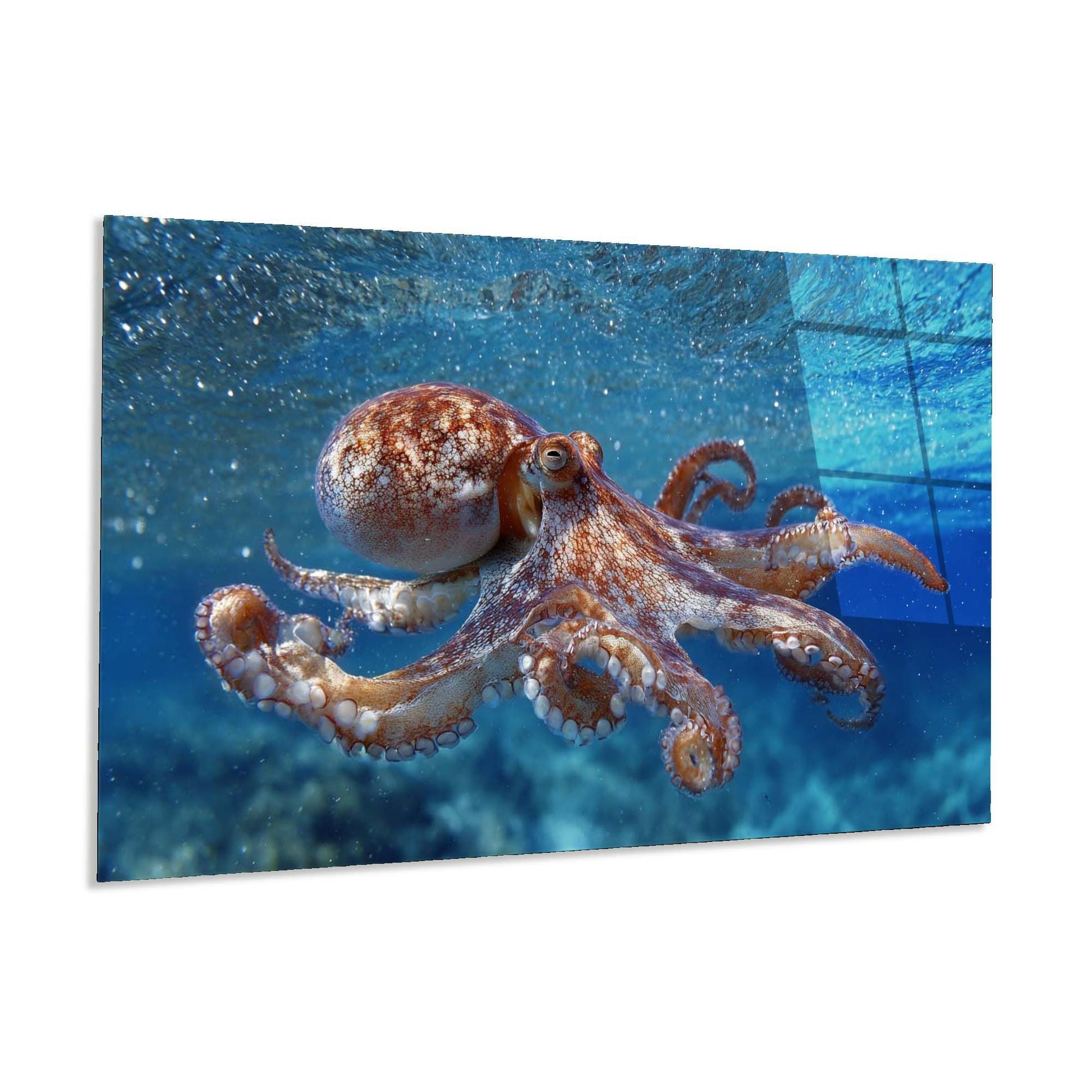 Octopus swimming in clear blue water with a white background